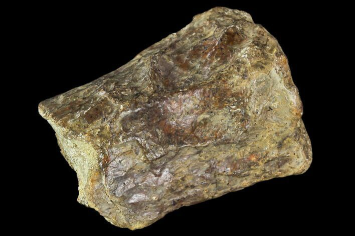 Bargain, Fossil Synapsid Bone Fragment - Texas #106996